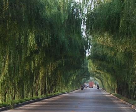 树荫小路